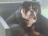 Bouledogue Anglais de 2 ans à vendre