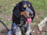 Mâle Cocker Anglais Spaniel disponible pour saillie