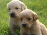 Chiots Golden Retriever LOF à vendre