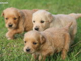 Chiots Golden Retriever LOF à vendre