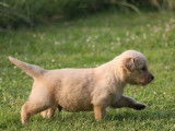 Chiots Golden Retriever LOF à vendre