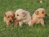 Chiots Golden Retriever LOF à vendre