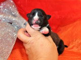 Chiots staffordshire bull terrier (staffie)