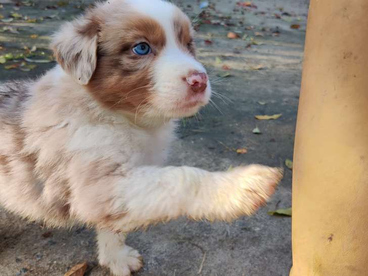 Chiots Berger Australien rouges LOF à vendre