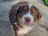 Chiots Berger Australien rouges LOF &agrave; vendre