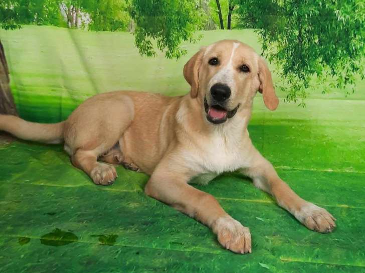 À adopter : chienne Mâtin Espagnol d'un an