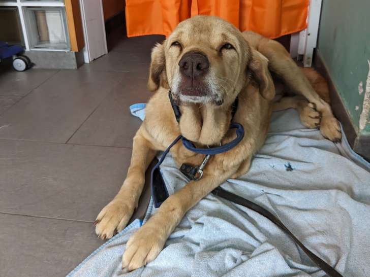 Chienne de 4 ans en quête d’un foyer