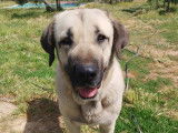 Adoption disponible : chienne Mâtin Espagnol de 3 ans