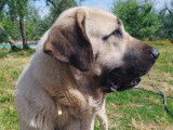 Adoption disponible : chienne Mâtin Espagnol de 3 ans