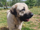 Adoption disponible : chienne Mâtin Espagnol de 3 ans