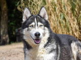 À accueillir : chien Husky de Sibérie tricolore
