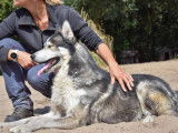 À accueillir : chien Husky de Sibérie tricolore
