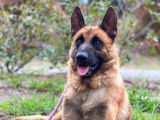 En attente d'une famille :  chien Berger Malinois