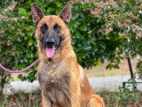 En attente d'une famille :  chien Berger Malinois