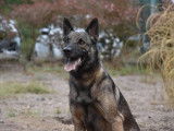 À la recherche d'une famille : chien Berger Belge Malinois fauve charbonné