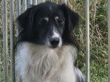 Adoption disponible : chienne de 2 ans