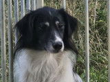 Adoption disponible : chienne de 2 ans