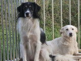 Adoption disponible : chienne de 2 ans