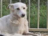 En quête d’une famille : chienne blanche