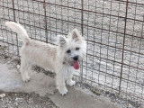 À adopter : chien Cairn Terrier sable
