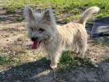 À adopter : chien Cairn Terrier sable