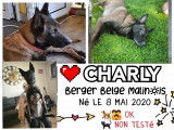 Prêt pour l'adoption : chien Berger Malinois fauve charbonné