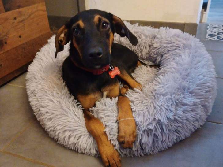 Chiot mâle en attente d’une famille