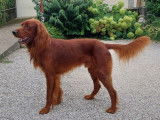 Adoption disponible : chien Setter Irlandais Rouge de 5 ans