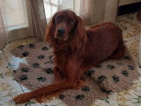 Adoption disponible : chien Setter Irlandais Rouge de 5 ans