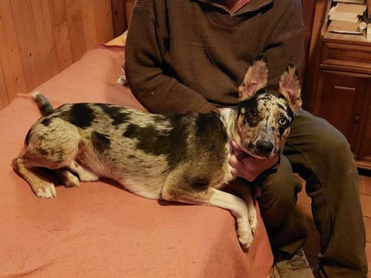 En quête d’un foyer : chiot mâle tricolore