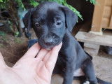 Chiots de type Labrastaff à vendre (6 mâles)