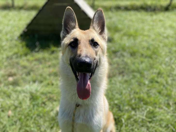 Disponible à l'adoption : chiot mâle de 10 mois