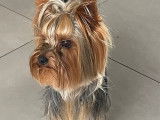 Mâle Yorkshire Terrier disponible pour saillie