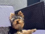 Mâle Yorkshire Terrier disponible pour saillie