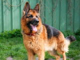 Adoption disponible : chien Berger Allemand noir et feu
