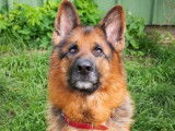 Adoption disponible : chien Berger Allemand noir et feu