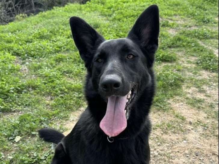 À adopter : chienne noire
