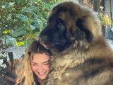 Magnifique Portée de chiots Leonberg LOF à vendre