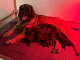Magnifique Portée de chiots Leonberg LOF à vendre