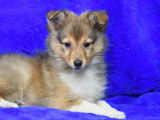 Chiot Berger des Shetland LOF à vendre