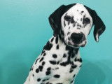 Superbes chiots Dalmatien à vendre