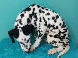 Superbes chiots Dalmatien à vendre