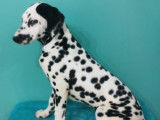 Superbes chiots Dalmatien à vendre