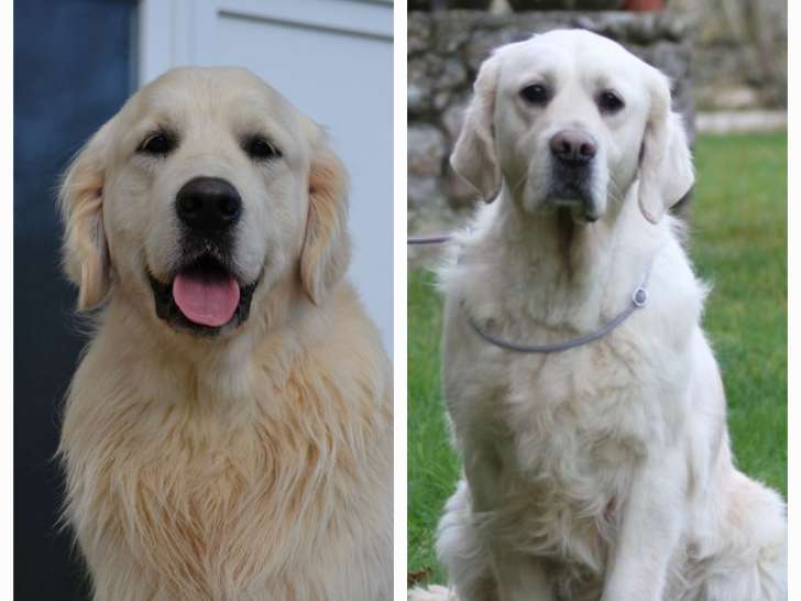 Chiots Golden retriever à naitre vers le 15 mars 2025