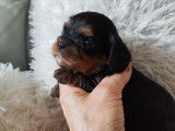 Chiots de race Cavalier King Charles Spaniel à vendre (4 femelles & 4 mâles)