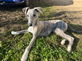 Ricardo, mâle Whippet LOF bleu bringé disponible pour saillie
