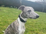 Ricardo, mâle Whippet LOF bleu bringé disponible pour saillie