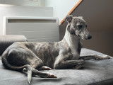 Ricardo, mâle Whippet LOF bleu bringé disponible pour saillie