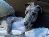 Ricardo, mâle Whippet LOF bleu bringé disponible pour saillie