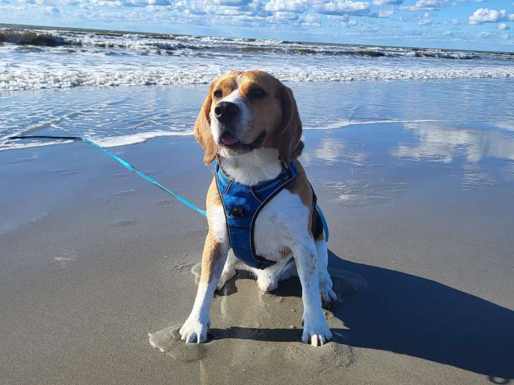 Mâle Beagle LOF disponible pour saillie